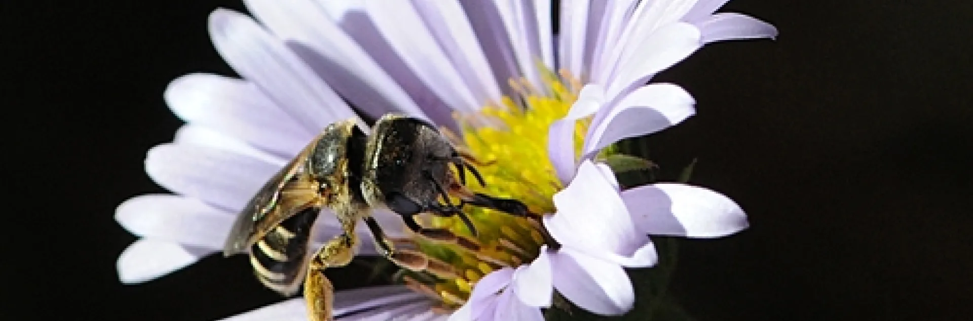 FEMALE SWEAT BEE, Halictus ligatus, on a seaside daisy, Erigeron glaucus x Wayne Roderick, in the Storer Garden, UC Davis. (Photo by Kathy Keatley Garvey)
