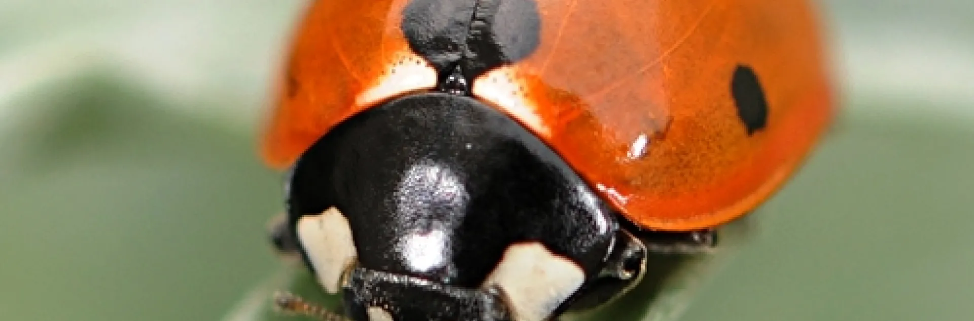 OVERWINTERING ladybug walks out onto an artemisa leaf. (Photo by Kathy Keatley Garvey)