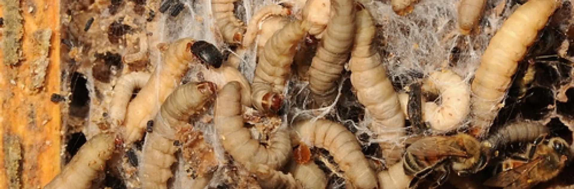 INFESTED BEE FRAME shows a small hive beetle and wax moth larvae. This is a frozen frame. (Photo by Kathy Keatley Garvey)