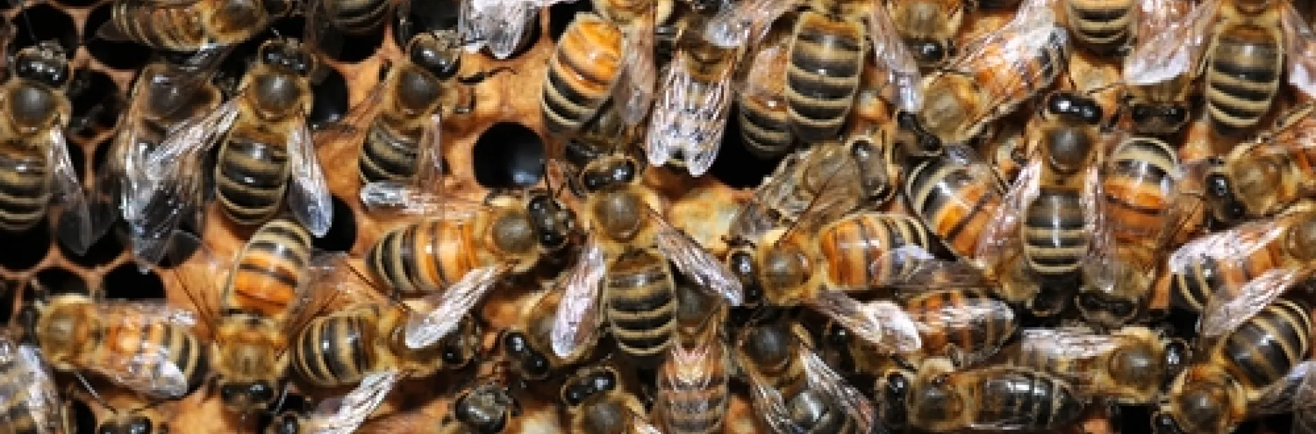 THESE HONEY BEES are faring well at the Harry H. Laidlaw Jr. Honey Bee Research Facility at the University of California, Davis. (Photo by Kathy Keatley Garvey)