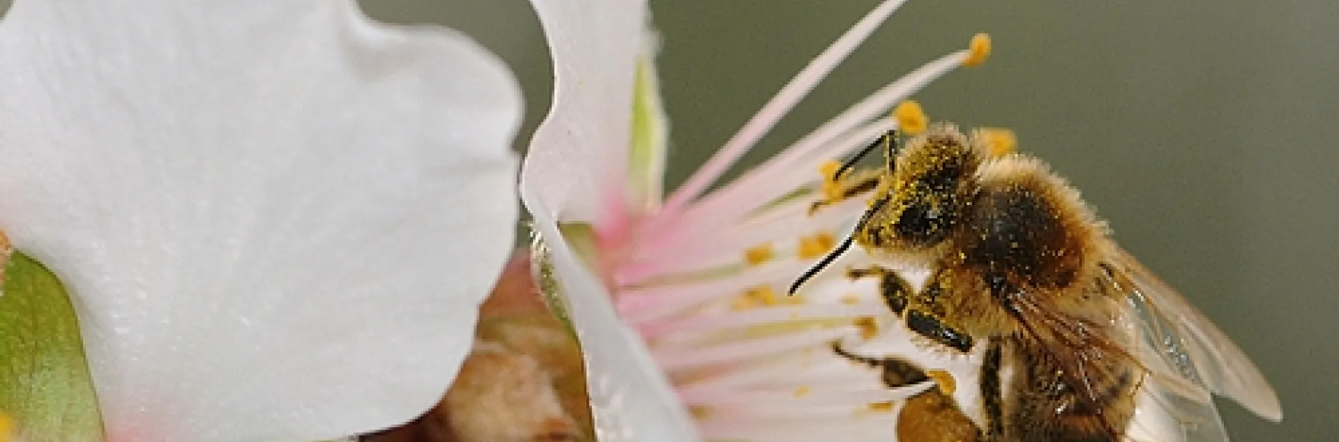 THIS WILL be the scene next month in California when honey bees begin pollinating the almond blossoms. (Photo by Kathy Keatley Garvey)