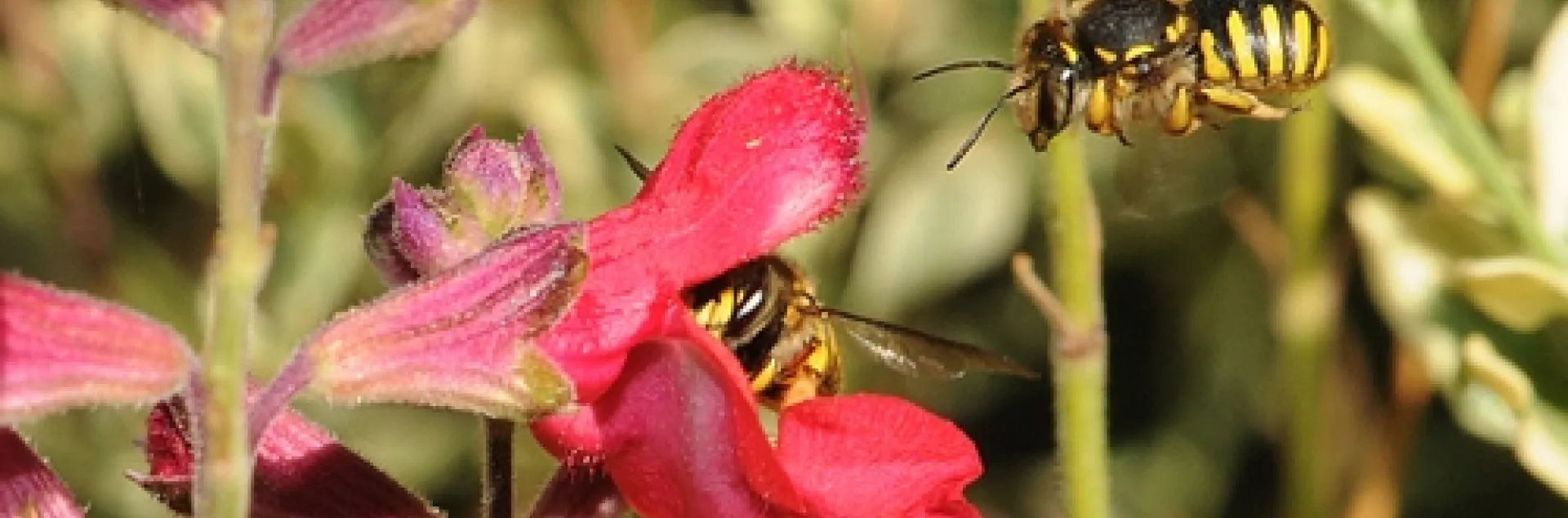 WOOL CARDER BEE heads for salvia, occupied by another wool carder bee. (Photo by Kathy Keatley Garvey)