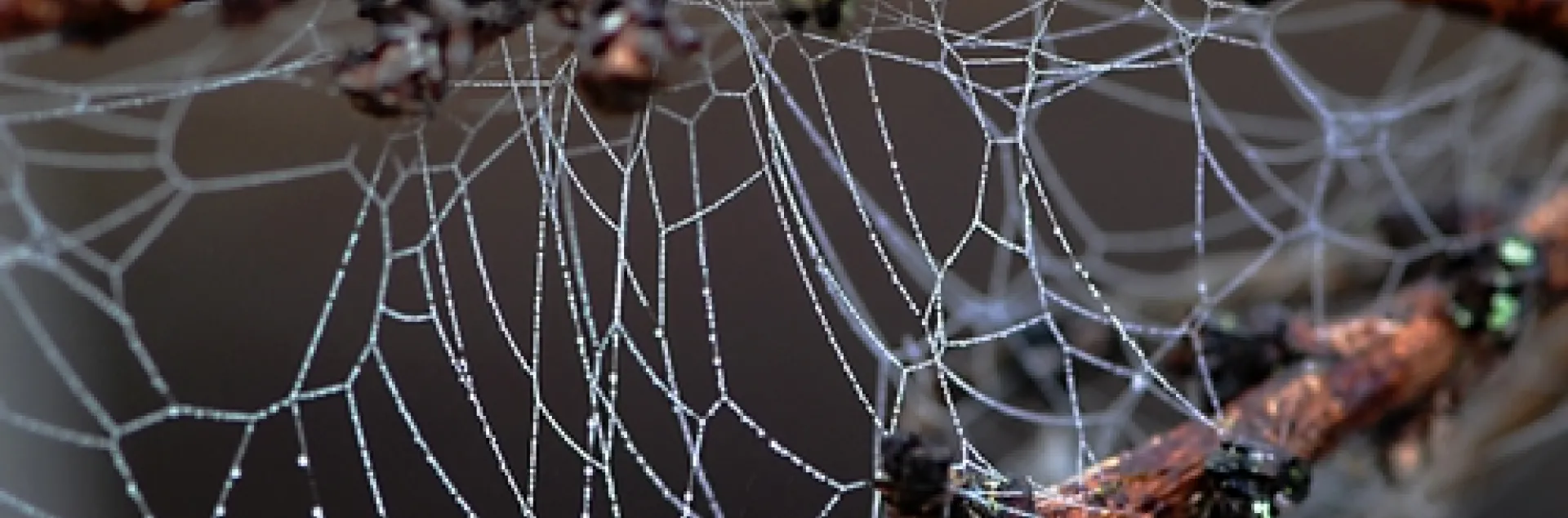 INTRICATE PATTERN of a spider web on nectarine branches. (Photo by Kathy Keatley Garvey)