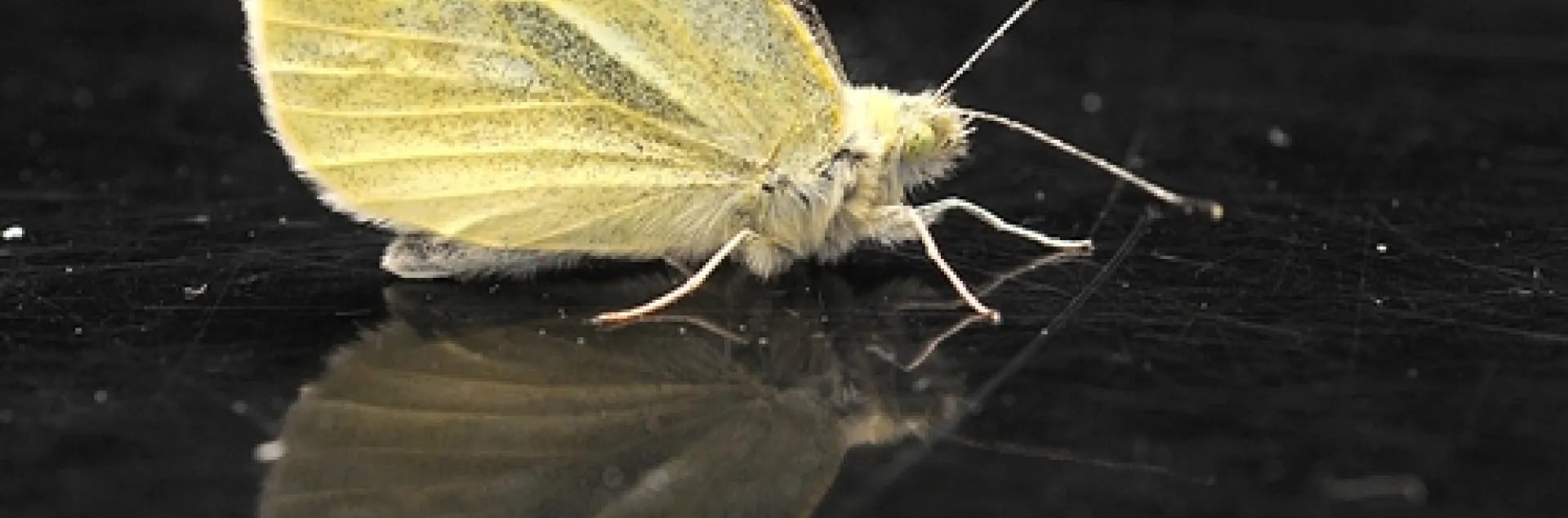 CABBAGE WHITE BUTTERFLY--the first of 2011 in the three-county area of Yolo, Solano and Sacramento. Art Shapiro found this one today (Jan. 31) in Suisun City, Solano County. (Photo by Kathy Keatley Garvey)