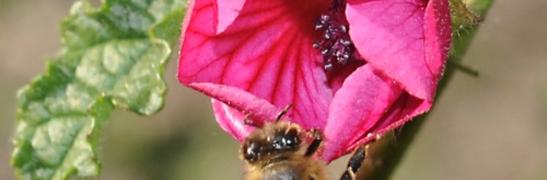 HONEY BEE could be our groundhog weather predictor here in California. If she exits the hive and visits the cape mallow in the Haagen-Dazs Honey Bee Haven at the Harry H. Laidlaw Jr. Honey Bee Research Facility at the University of California, Davis, spring will come early. (Photo by Kathy Keatley Garvey)