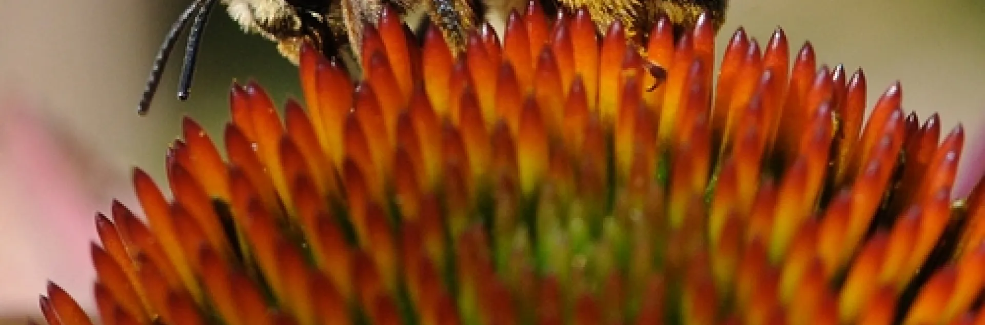 SWEAT BEE, a female Svastra obliqua expurgata, forages on a purple coneflower at the Haagen-Dazs Honey Bee Haven in this autumn scene. (Photo by Kathy Keatley Garvey)