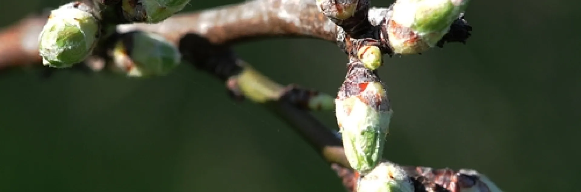 ALMOND TREE at the Harry H. Laidlaw Jr. Honey Bee Research Facility is just about ready to burst into bloom. This photo was taken Feb. 7. The commercial almond pollination season generally begins around Valentine's Day. (Photo by Kathy Keatley Garvey)