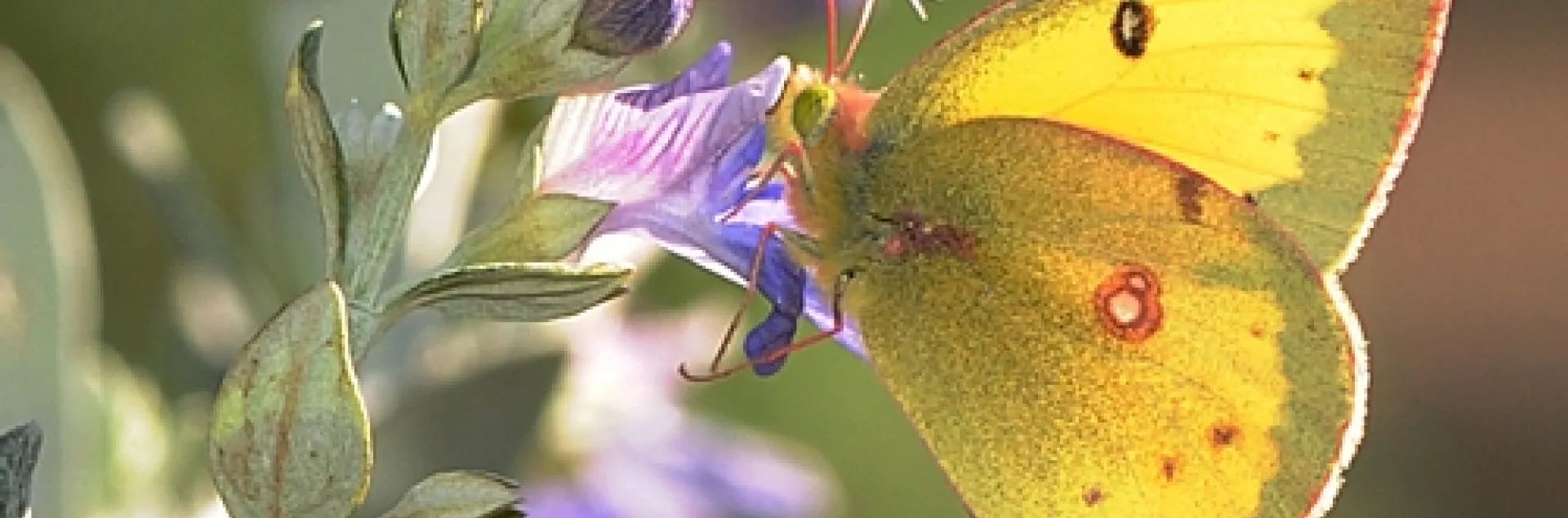 A MALE orange sulphur butterfly (Colias eurythme) nectars a bush germander on Feb. 7 at the Haagen-Dazs Honey Bee Haven, Harry H. Laidlaw Jr. Honey Bee Research Facility, UC Davis. (Photo by Kathy Keatley Garvey)