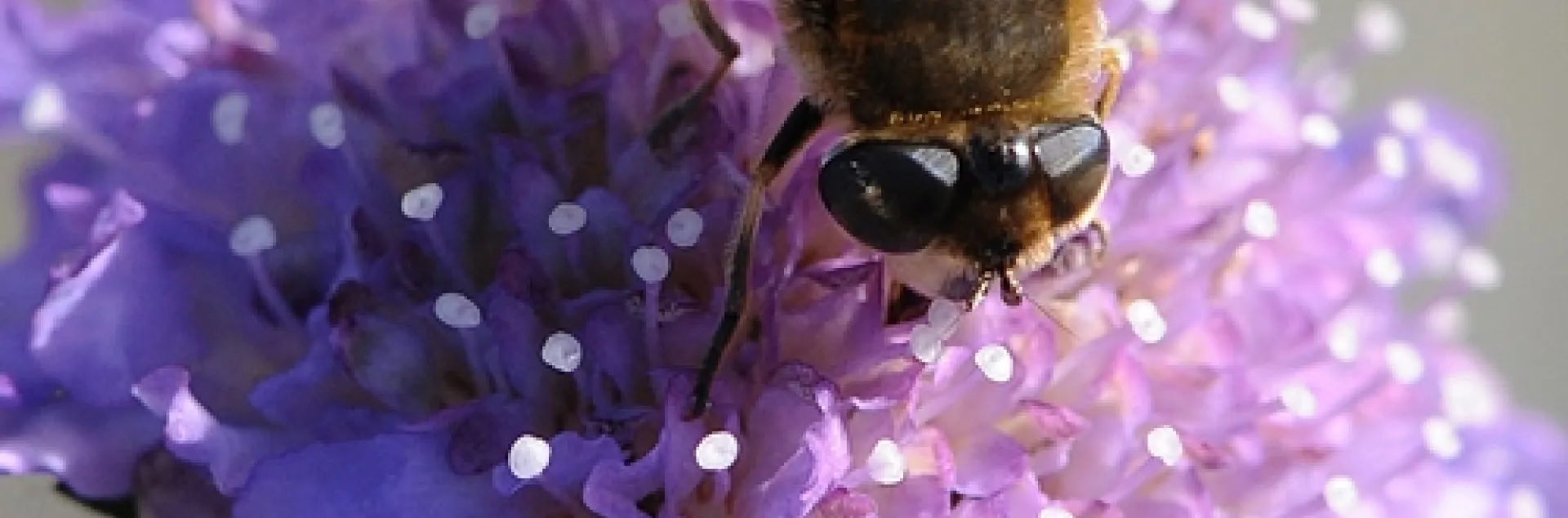 DRONE FLY is often mistaken for a honey bee. This drone fly was nectaring a pincushion flower (Seabiosa columbaria) Feb. 5 in Tomales. (Photo by Kathy Keatley Garvey)