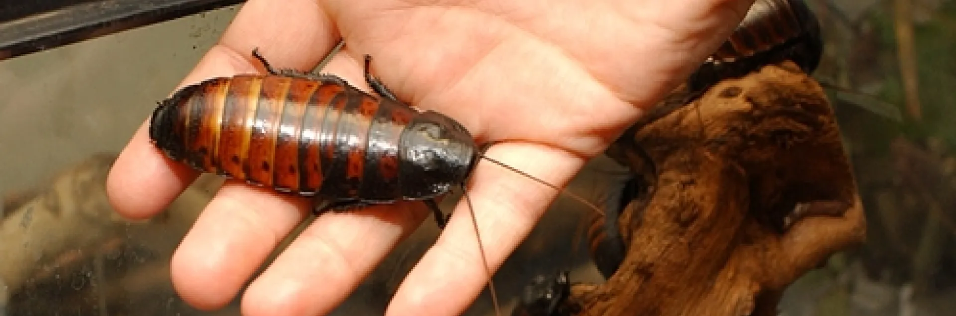 NAME CARS after insects? How about "The Hisser," the Madagascar Hissing Cockroach? This photo was taken in the Bohart Museum of Entomology at UC Davis where visitors love to hold them. (Photo by Kathy Keatley Garvey)