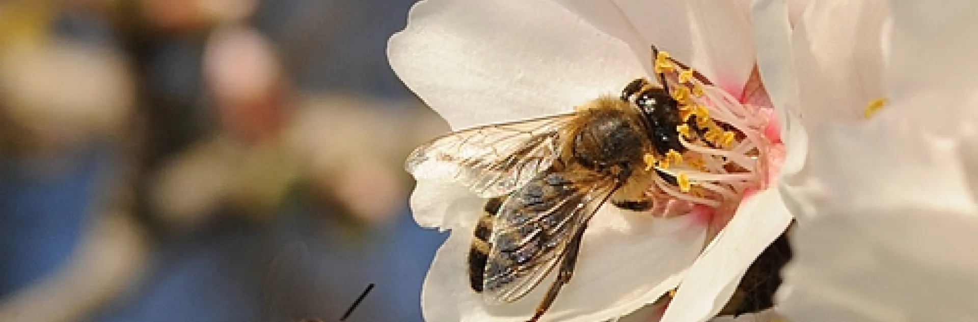 ALMOND BLOSSUMS at the Harry H. Laidlaw Jr. Honey Bee Research Facility, UC Davis, burst into bloom today. Honey bees came in twos and threes. (Photo by Kathy Keatley Garvey)