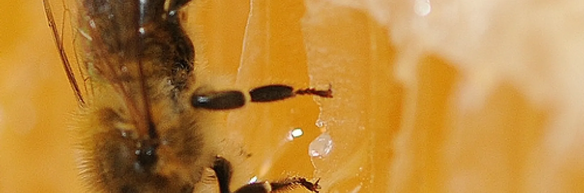 HONEY BEE on a comb of honey at the Harry H. Laidlaw Jr. Honey Bee Research Facility at the University of California, Davis. (Photo by Kathy Keatley Garvey)