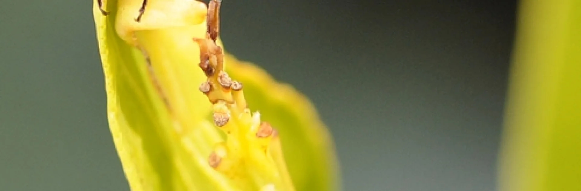 OVERWINTERING ladybug perches on top of a tangerine tree leaf as temperatures hit 75 degrees. This is an introduced species, Coccinella septempunctata, as identified by Natalia Vandenberg, a USDA employee with the Systematic Entomology Lab, Smithsonian's National Museum of Natural History. (Photo by Kathy Keatley Garvey)
