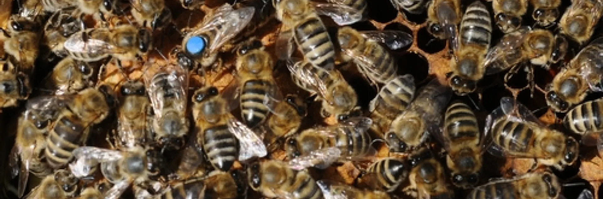 QUEEN BEE and her colony. (Photo by Kathy Keatley Garvey)