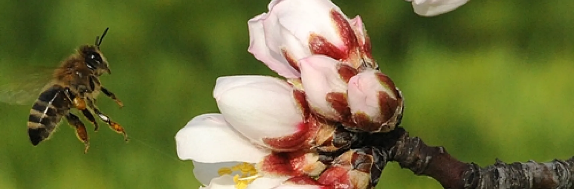 HONEY BEE heads for almond blossoms at the Harry H. Laidlaw Jr. Honey Bee Research Facility at the University of California, Davis. (Photo by Kathy Keatley Garvey)