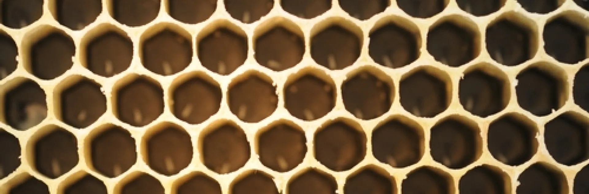 EGGS inside honey bee cells will turn into larvae, which will increase in weight 1000 times during the six days that they feed. (Photo by Kathy Keatley Garvey)