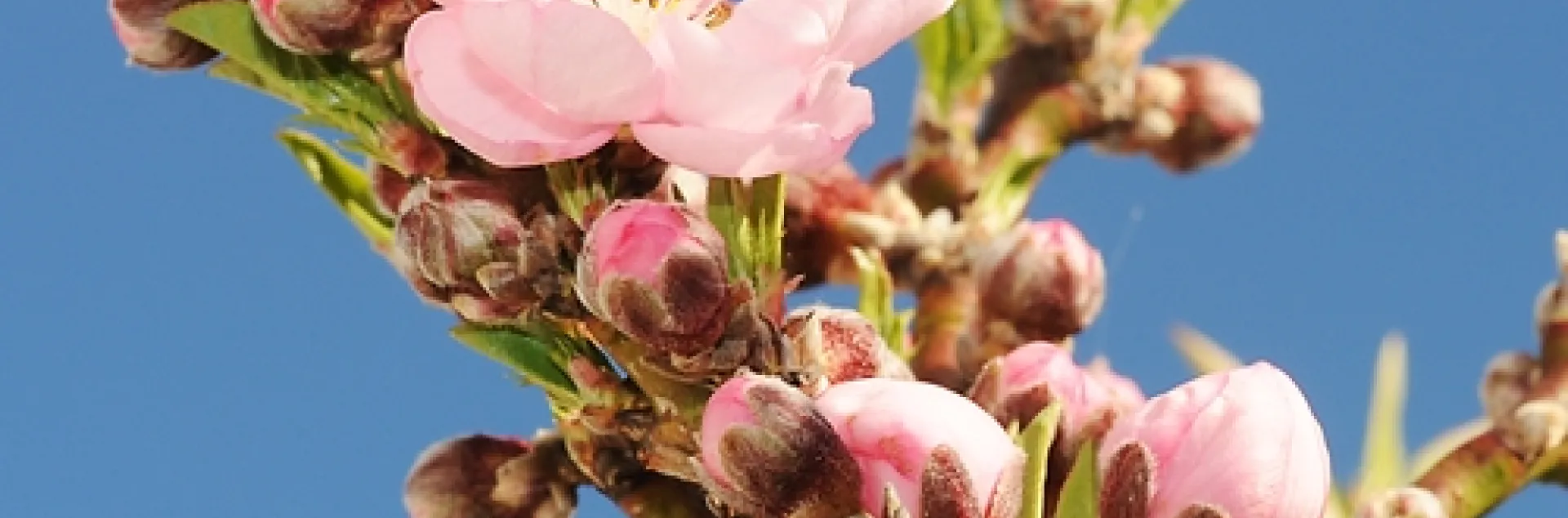 A HONEY BEE heads for the only blossom on the nectarine branch. (Photo by Kathy Keatley Garvey)