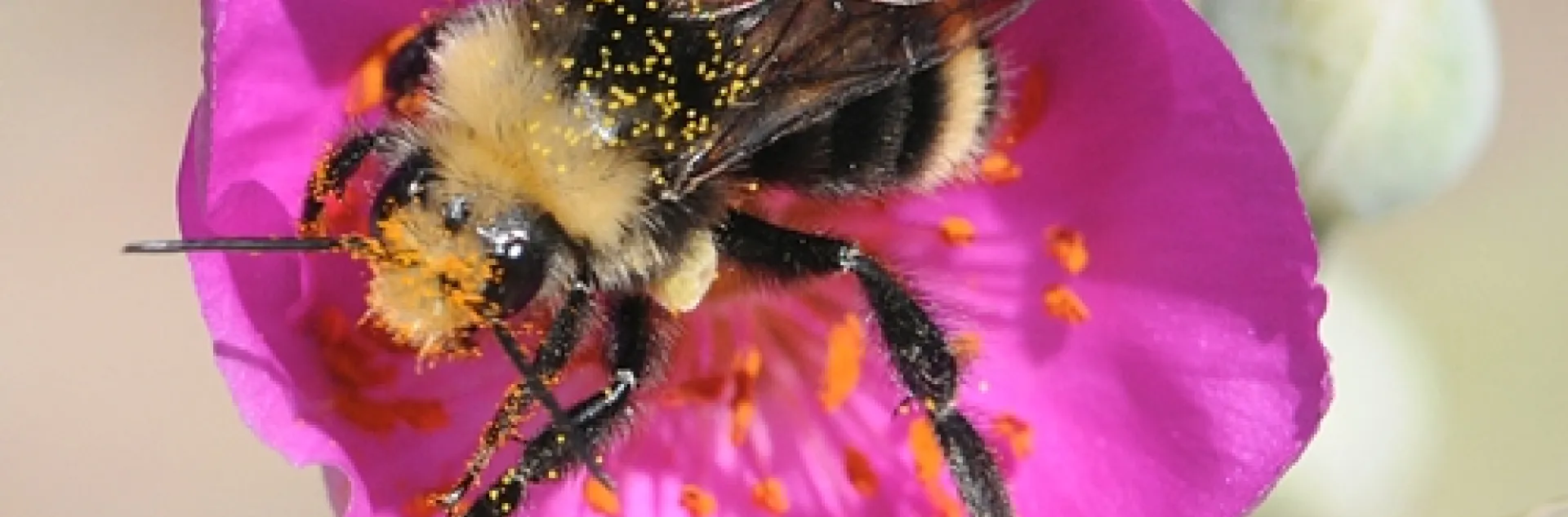 YELLOW-FACED BUMBLE BEE (Bombus vosnesenskii) gathers pollen on a rock purslane (Calandrinia grandiflora). (Photo by Kathy Keatley Garvey)