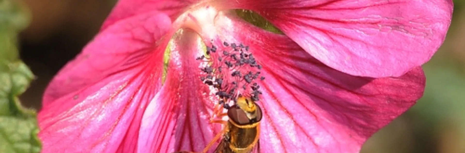 HOVER FLY foraging on cape mallow at the Haagen-Dazs Honey Bee Haven at UC Davis. The haven is known as a half-acre "bee friendly garden," but it's also a "pollinator-friendly garden." Located on Bee Biology Road, west of the central campus, it is open year-around from dawn to dusk. Admission is free.(Photo by Kathy Keatley Garvey)