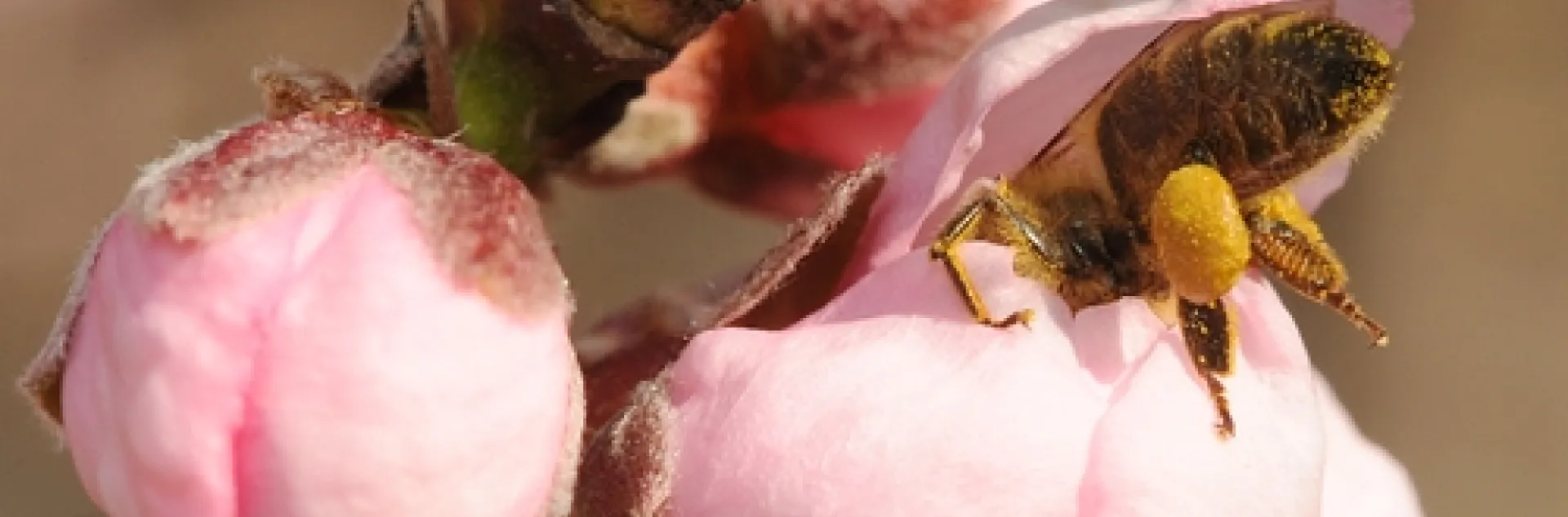 HONEY BEE forages in a nectarine blossom. (Photo by Kathy Keatley Garvey)