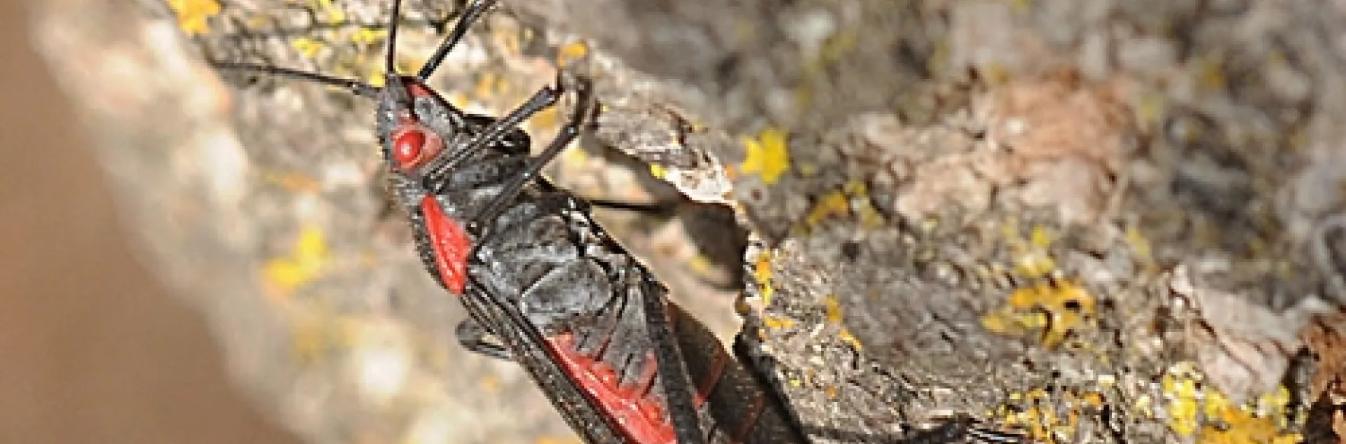 SOAPBERRY BUG scrambles up a tree at UC Davis. Biologist Hugh Dingle, emeritus professor of entomology at UC Davis, studies soapberry bugs. (Photo by Kathy Keatley Garvey)