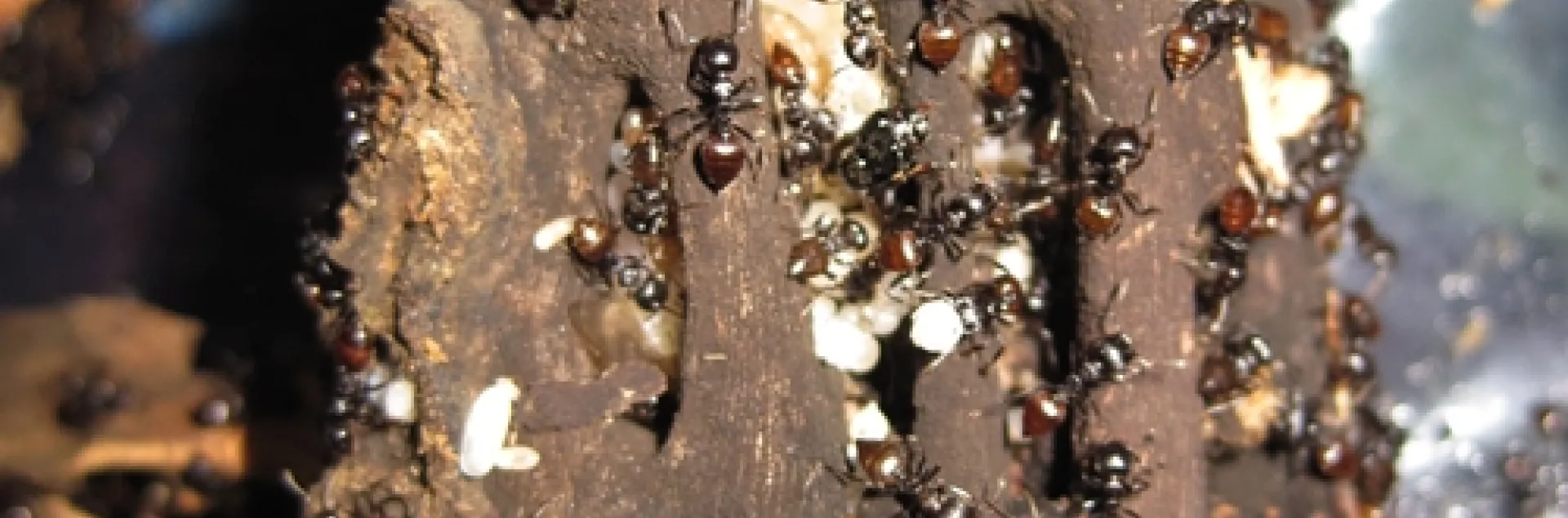CREMATOGASTER ANTS--Myrmecologist or ant specialist Bonnie Blaimer studies theses ants in Madagascar. “This genus fascinates me particularly because of its species diversity and dominance in tropical forests, and its intriguing natural history,” she says. “Most species are canopy-nesting in dead twigs and branches or under bark, or they make elaborate independent carton-nest from wood fibers. Some species are suspected to be temporary social parasites, and many tend scale insects or mealybugs." (Photo by B