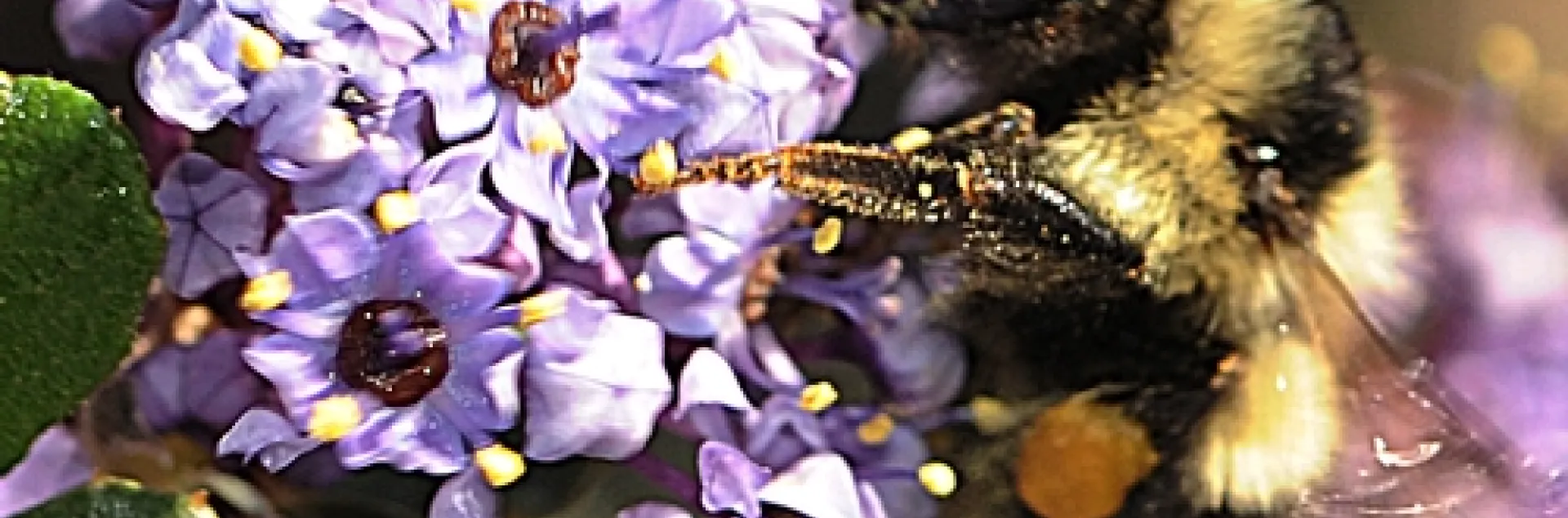 EARLY RISER--Black-tail bumble bee (Bombus melanopygus) forages at 9:30 a.m., Friday, March 4 in ceanothus at the Haagen-Dazs Honey Bee Haven at UC Davis. (Photo by Kathy Keatley Garvey)