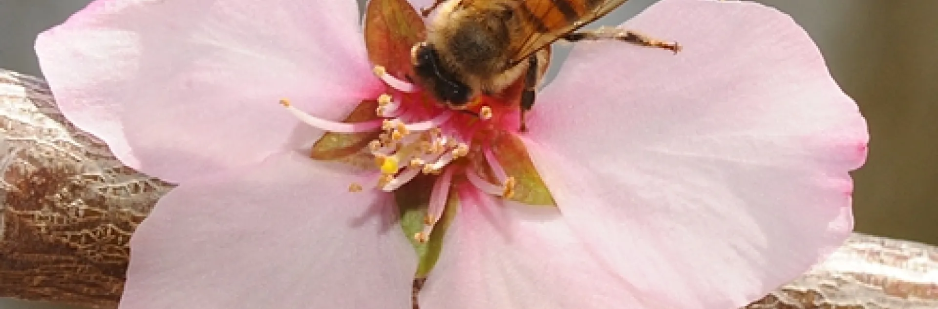 HONEY BEE pollinating an almond blossom today at the half-acre Haagen-Dazs Honey Bee Haven, a bee friendly garden at the Harry H. Laidlaw Jr. Honey Bee research Facility, UC Davis. (Photo by Kathy Keatley Garvey)