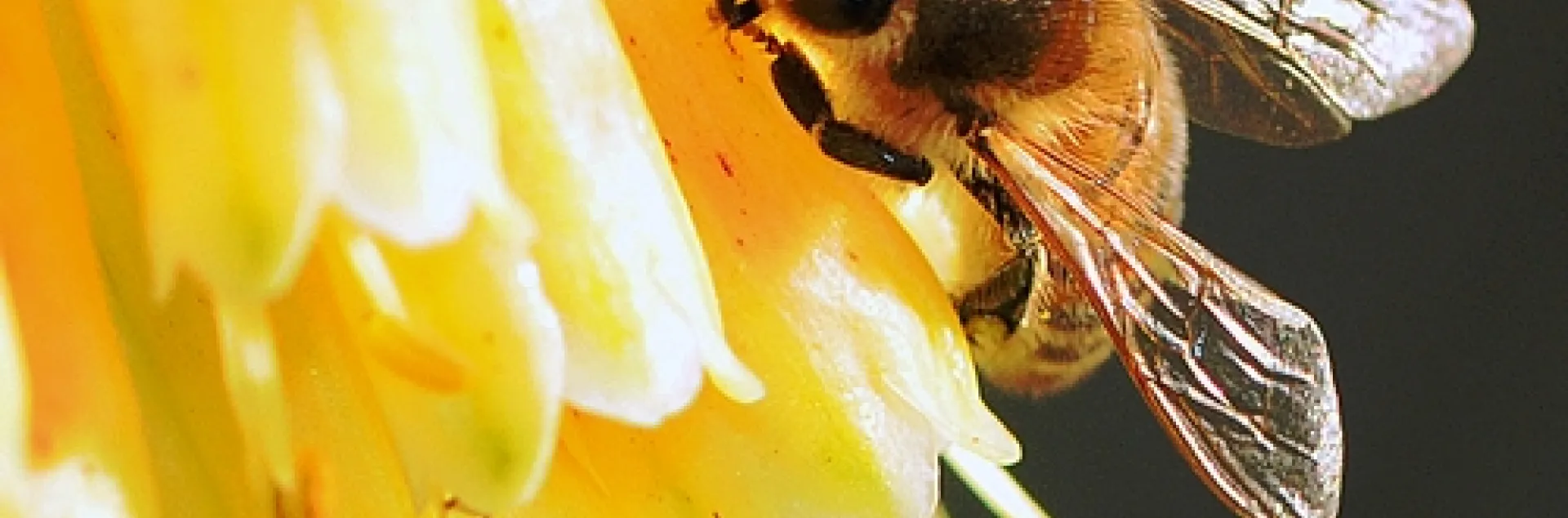 ARGENTINE ANT (Linepithema humile) and honey bee (Apis mellifera) share a flower in the Storer Garden at UC Davis. They both are members of the order, Hymenoptera, which includes bees, ants and wasps. (Photo by Kathy Keatley Garvey)