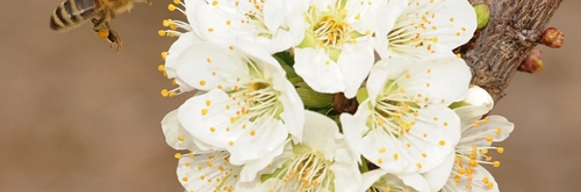 HONEY BEE from the Harry H. Laidlaw Jr. Honey Bee Research Facility, UC Davis, heads toward a plum blossom in the Haagen-Dazs Honey Bee Haven, a half-acre bee friendly garden on Bee Biology Road. The garden is open dawn to dusk at no charge. (Photo by Kathy Keatley Garvey)