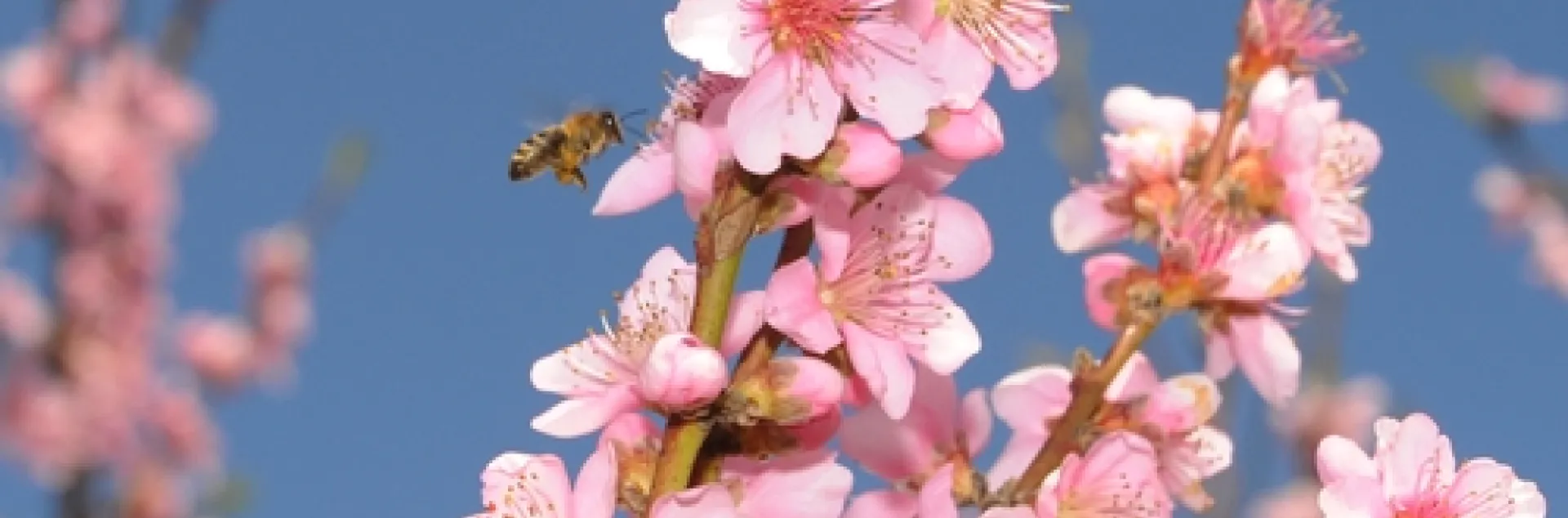 HONEY BEE heads for the highest blossoms in a UC Davis peach orchard. (Photo by Kathy Keatley Garvey)