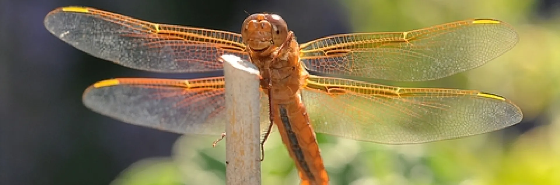 CAMPERS in the Bio Boot Camp may see this dragonfly, a flame skimmer, on the UC Davis campus or at the Sagehen Creek Field Station. (Photo by Kathy Keatley Garvey)