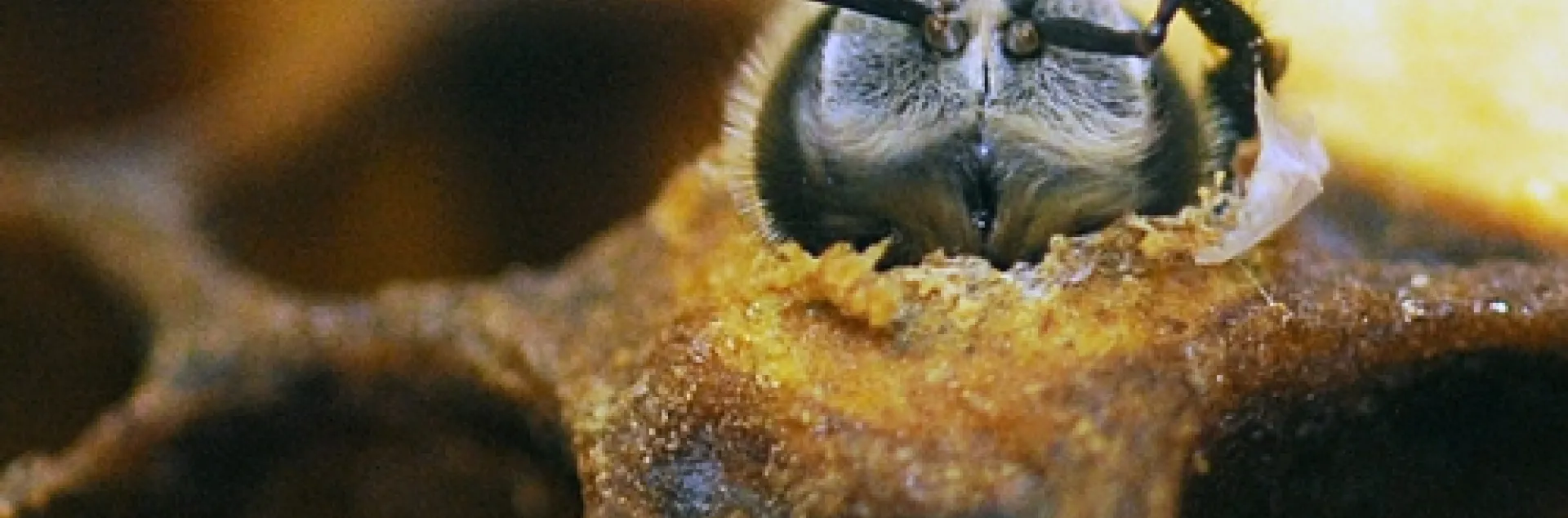 ANTENNAE of a honey bee as she emerges from her cell at the Harry H. Laidlaw Jr. Honey Bee Research Facility. (Photo by Kathy Keatley Garvey)