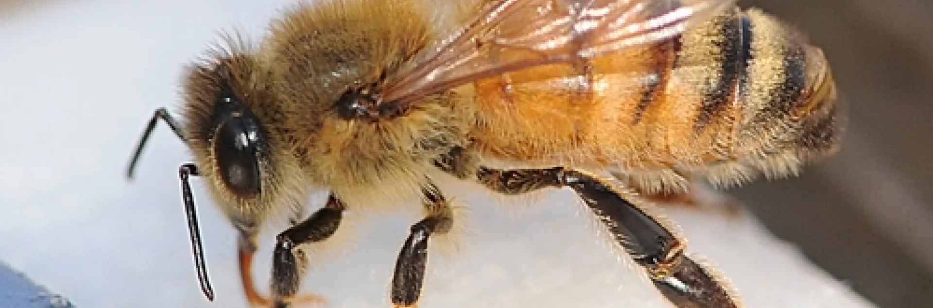 HONEY BEE sips water from a rain-soaked napkin. (Photo by Kathy Keatley Garvey)