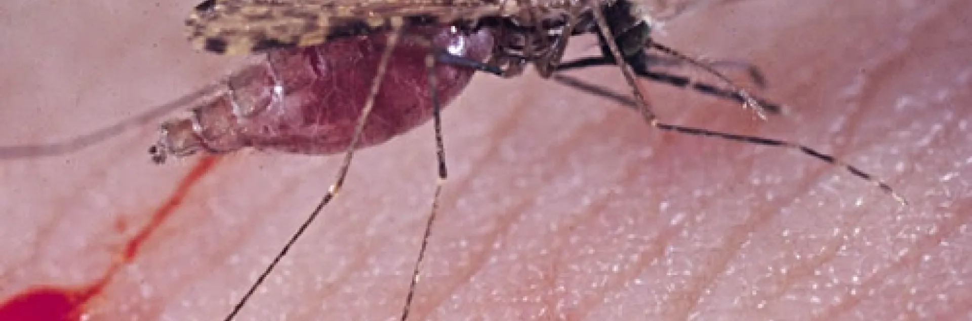 MALARIA MOSQUITO, Anopheles gambiae, blood-feeding. This photo was taken by Anthony Cornel, associate professor of entomology at UC Davis.