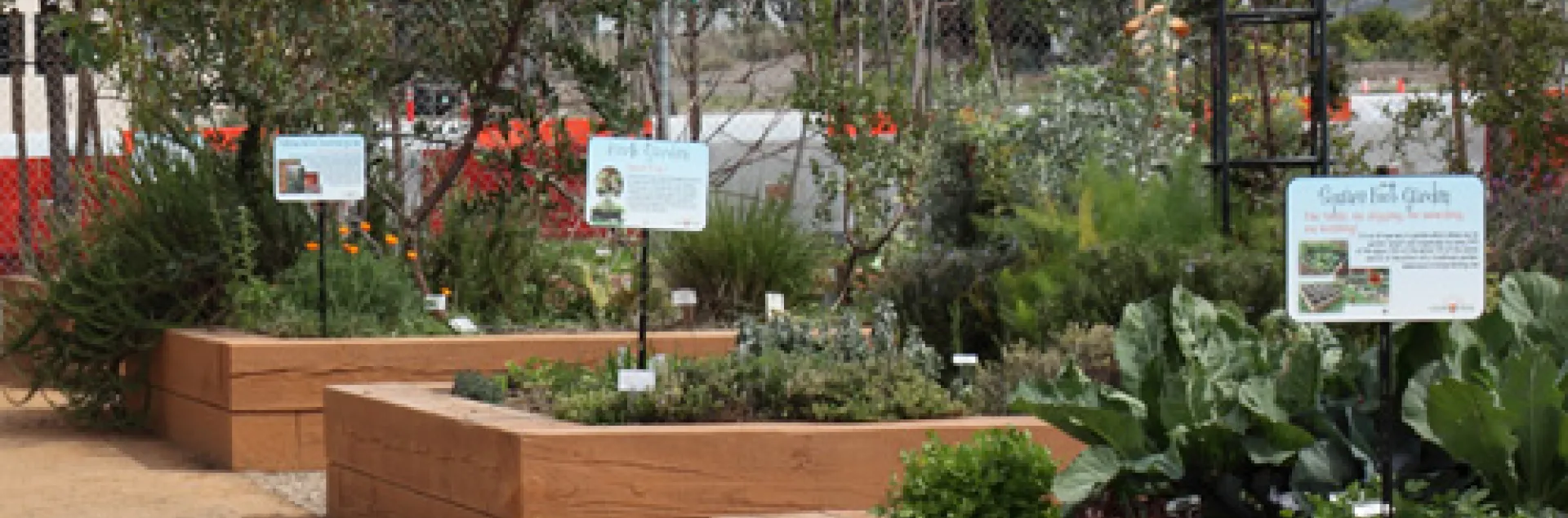 raised bed at Farm & Food Lab, Great Park