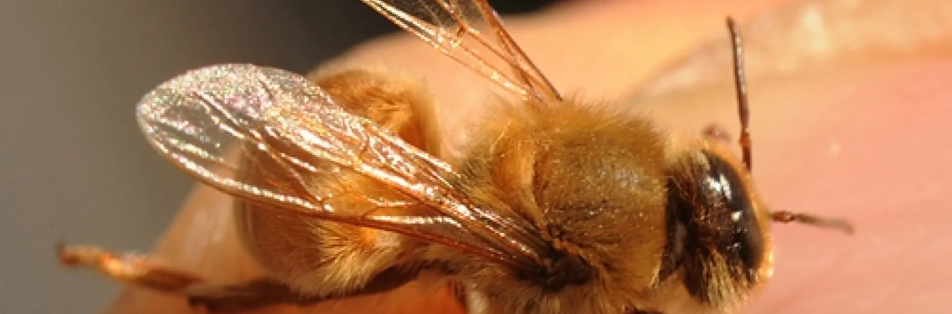 THIS MUTANT BEE, rarely found in the beekeeping world, is often called a "cyclops" bee. It has the head of a drone (note the wrap-around eyes or eyes that meet at the top of the head) and the body of a worker, complete with pollen baskets and a stinger. This one, about to take flight, is on the hand of bee breeder-geneticist Susan Cobey, who spotted it in a Glenn County queen-production business. (Photo by Kathy Keatley Garvey)