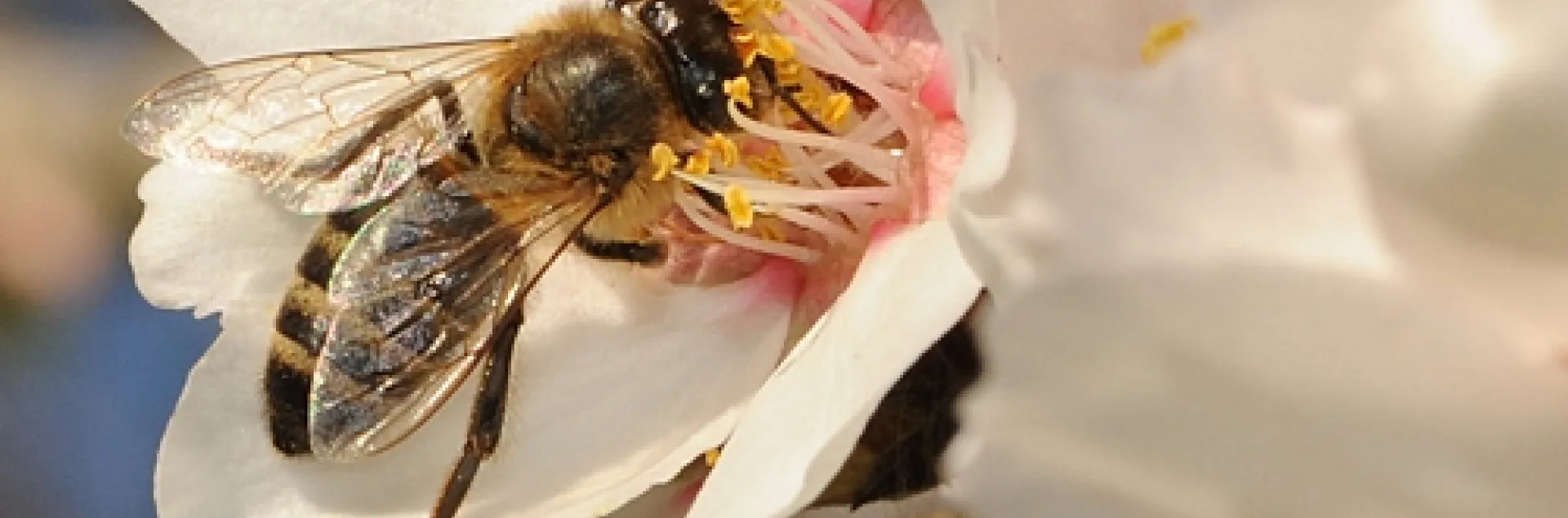 HONEY BEES work the almonds at the Harry H. Laidlaw Jr. Honey Bee Research Facility at UC Davis. (Photo by Kathy Keatley Garvey)