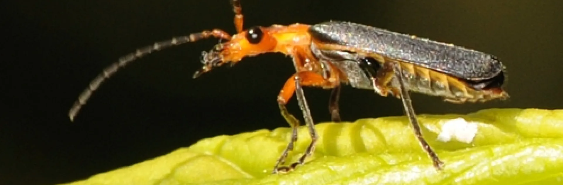 SOLDIER BEETLE, perched on a plum tree leaf, checks it surroundings. It's an avid aphid-eater. (Photo by Kathy Keatley Garvey)