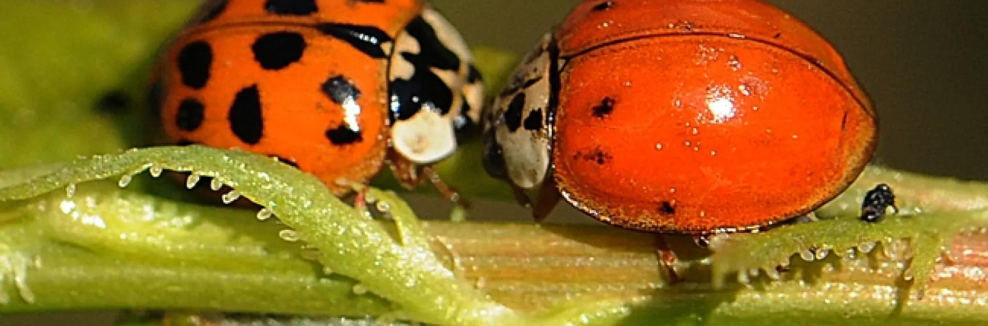 LADYBUGS converging on a plum tree leaf. (Photo by Kathy Keatley Garvey)