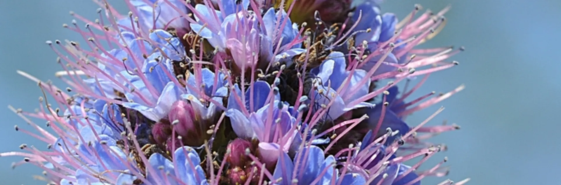 Bombus melanopygus heading toward the Pride of Madeira, Echium candicans. (Photo by Kathy Keatley Garvey)