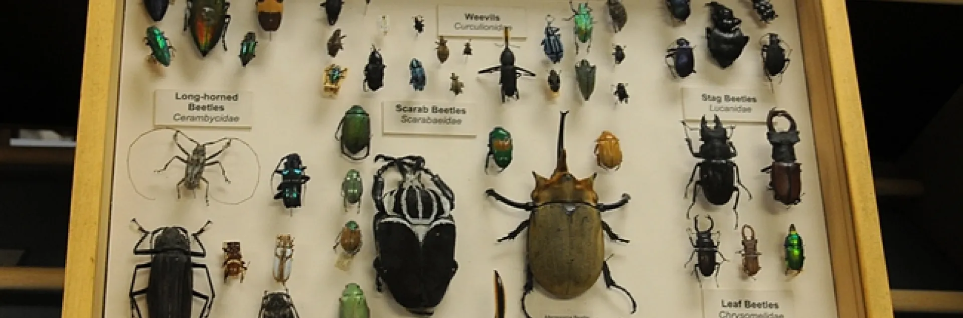 Beetle display at the Bohart Museum of Entomology. (Photo by Kathy Keatley Garvey)