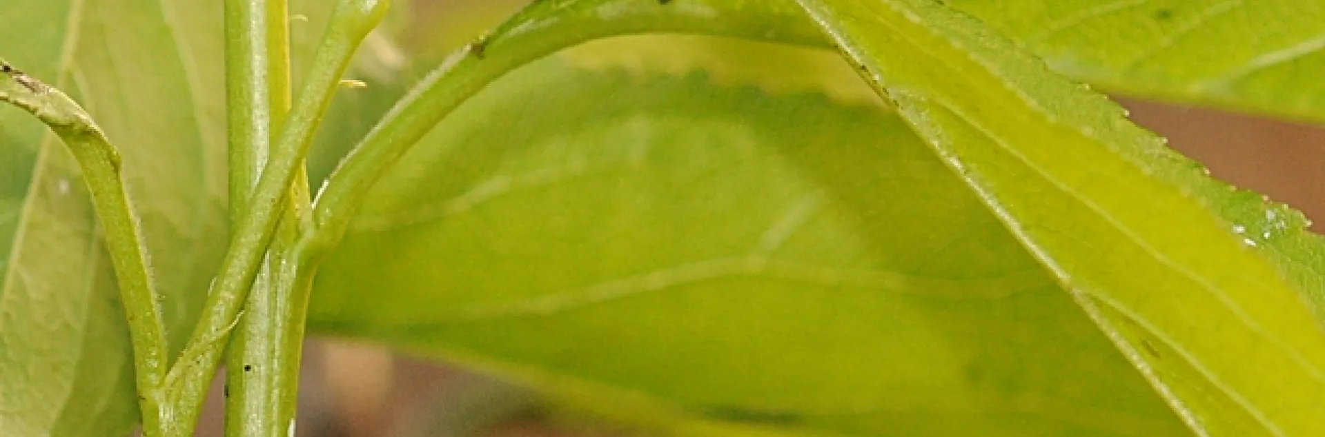 Ladybugs and soldier beetles--along with their prey, aphids--on a plum tree. (Photo by Kathy Keatley Garvey)