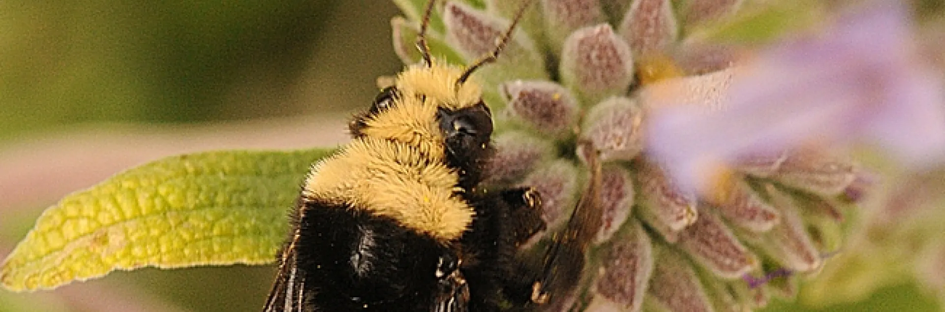Yellow-faced bumble bee (Bombus vosnesenskii) foraging in Bee Bliss salvia. (Photo by Kathy Keatley Garvey)