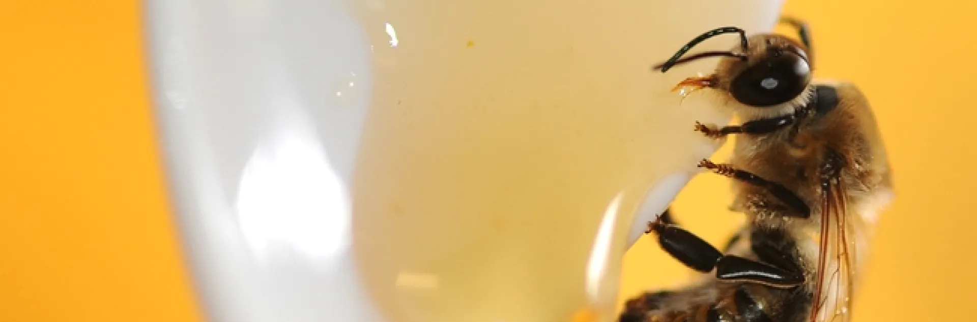 Drone sipping honey at the Harry H. Laidlaw Jr. Honey Bee Research Facility. (Photo by Kathy Keatley Garvey)