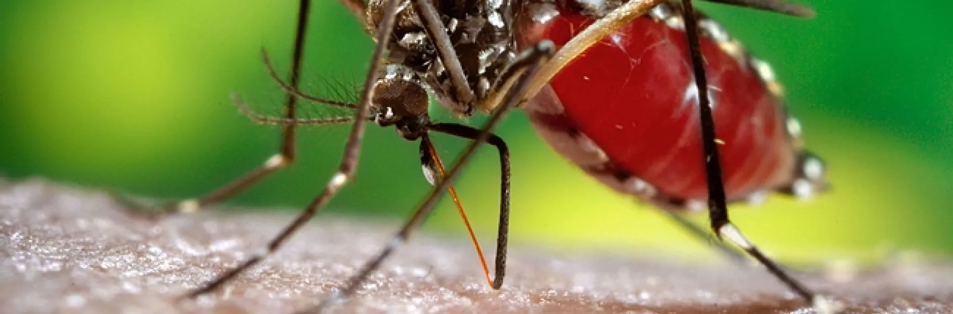 The dengue mosquito, Aedes aegypti. (Photo courtesy of James Gathany, Centers for Disease Control and Prevention).