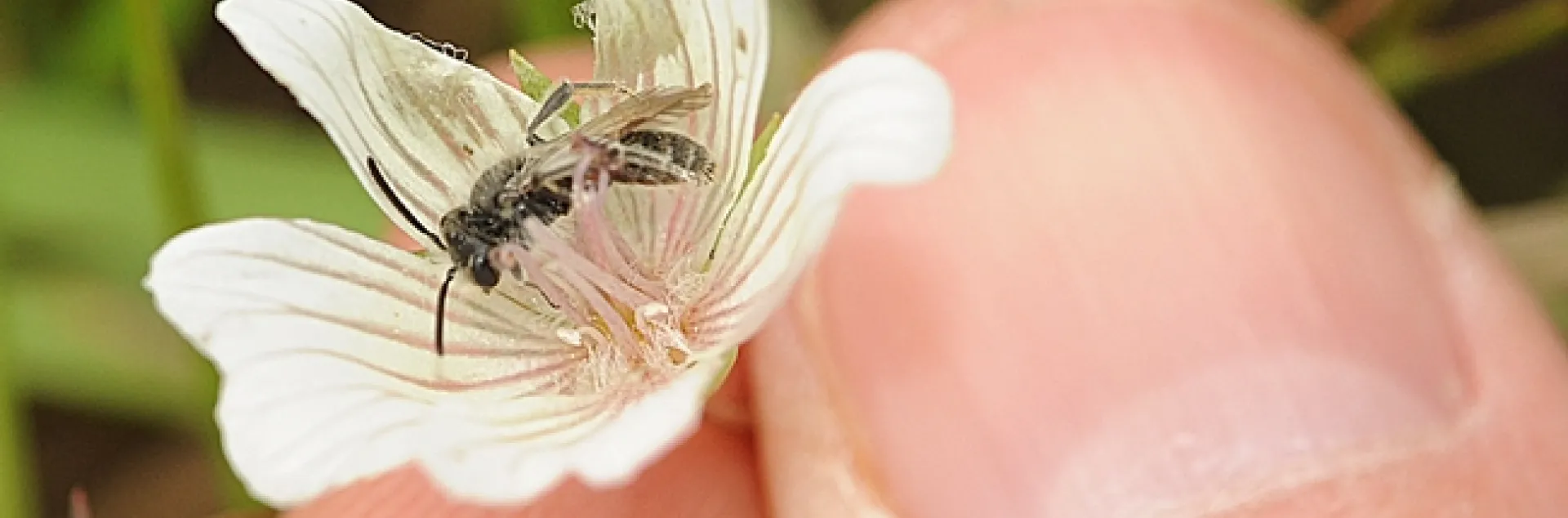Andrena bee on meadowfoam. (Photo by Kathy Keatley Garvey