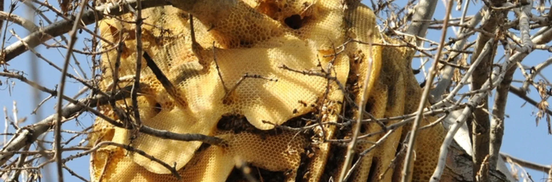 Feral honey bee colony in Vacaville, Calif. (Copyrighted. All Rights Reserved: Photo by Kathy Keatley Garvey)