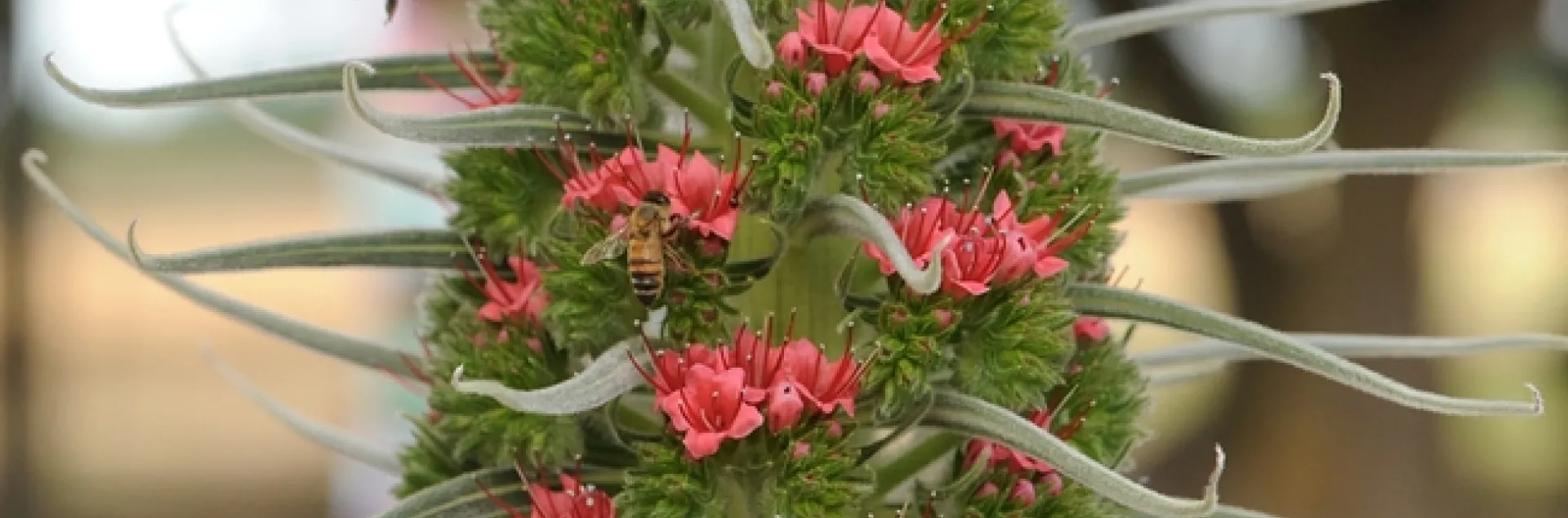 Honey bee heads for the tower of jewels (Echium wildpretii). There are two bees in this photo. (Photo by Kathy Keatley Garvey)