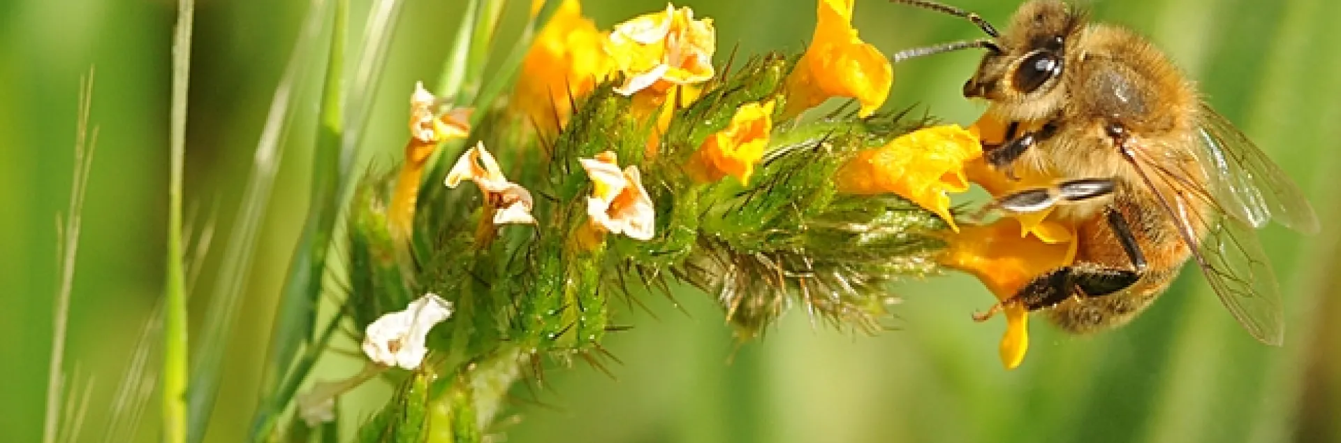 Honey bee settles on a fiddleneck. (Photo by Kathy Keatley Garvey)